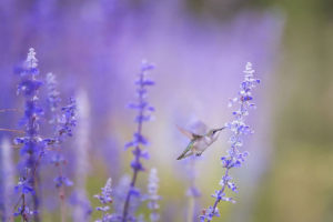 Hummingbird hovers near a flower